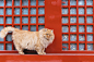 #可爱好心情#故宫的猫-克查