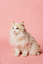 (12) Pinterest