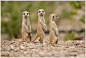 Photograph Meerkat Pups, Namibia by Paul Souders | WorldFoto on 500px