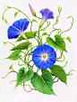 Karen Kluglein/美国植物学艺术家，

她只画花，真实的花才最美丽！
