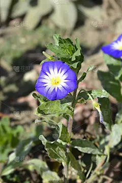 矮人牵牛花蓝军旗