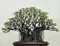 love this for my ficus religiosa tree, or bodhi tree.