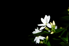 一桥晴雨一伞开采集到茉莉花