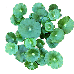 文天怿福采集到花