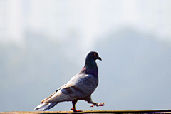 MgY5uhIK采集到Bird