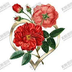 玫瑰 【酷图网】手绘玫瑰,插画玫瑰,玫瑰素材,玫瑰,红玫瑰,玫瑰插画,玫瑰手绘