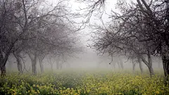 欧洲油菜花花海宽屏壁纸(壁纸12)
