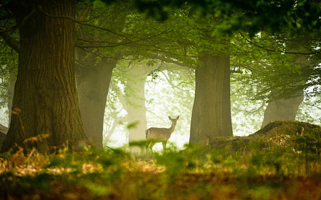 探访大自然摄影：阳光中的鹿
