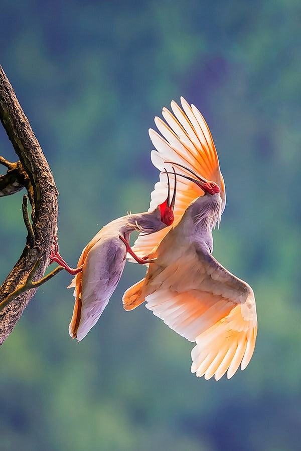 鹈形目鹮科朱鹮属朱鹮
