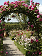 English Rose Garden