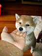 shiba bebe