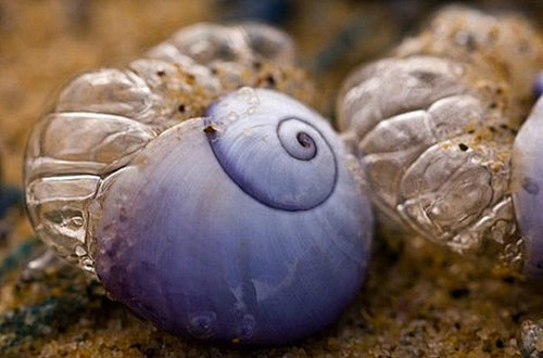 紫色海蜗牛
紫色海蜗牛是一种神奇的腹足动...