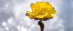 立春，没有一个冬天不能逾越，没有一个春天不会到来 : 心系武汉，愿我们祈盼的平安如期而至