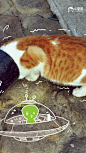 萌萌哒猫咪可爱配图
#猫咪##萌宠# #喵星人#