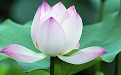 清新荷花微距摄影宽屏壁纸桌面壁纸3