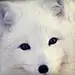 青丘老狐