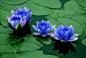 埃及蓝睡莲： 睡莲科草本水生植物。