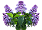 淡紫色PNG