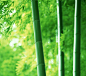 绿色 自然 植物 生长 背景 微距 竹林 竹子