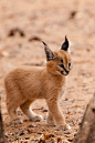 Caracal Kitten_5274 : Explore ap_photo photos on Flickr. ap_photo has uploaded 271 photos to Flickr.