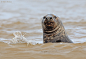 Photograph belligerent seal by Steve Mackay on 500px