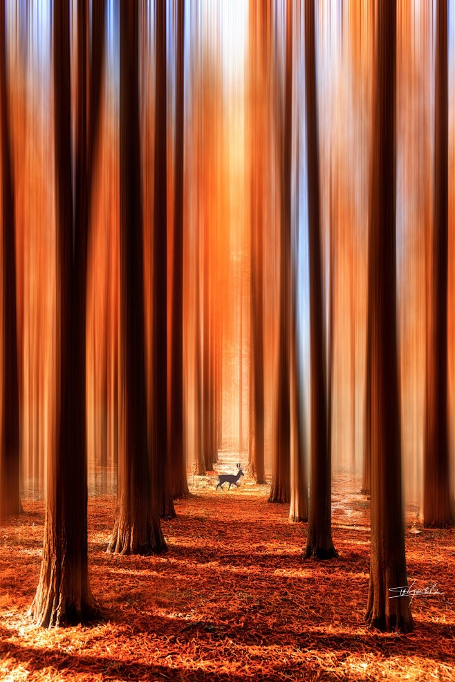 梦中红树林