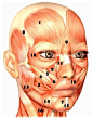 Face lifting exercises for the forehead, eyes, nose, cheeks, mouth, jowls, chin and neck. Free face exercise guide for every part of your face with videos!