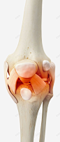 膝盖骨头炎症高清素材 元素 页面网页 平面电商 创意素材 png素材