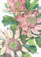 一组植物绘画作品
作者：  Anna Bucciarelli ​ ​​​​
