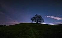 一棵树背景图片高清壁纸
