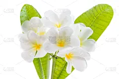 赤素馨花,仅一朵花,网线插头,自然,芳香的,水平画幅,巴厘岛,无人,泰国,粉色