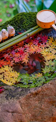 手机壁纸 来自摄影师@kelvin李