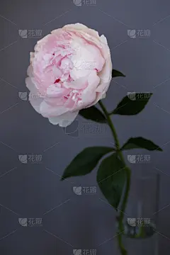 牡丹,粉色,特写,玫瑰,暗色,清新,背景分离,彩色背景,浪漫,壁纸