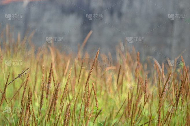 禾本科禾本科花，草甸草2