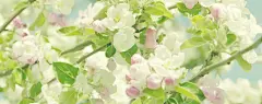 高清梨花桌面壁纸