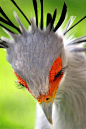 蛇鹫，一种生活在非洲南部的大型猛禽，展翅... 来自YouTube精选 - 微博
