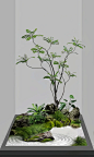 长沙室内植物|美陈造景 - 小红书