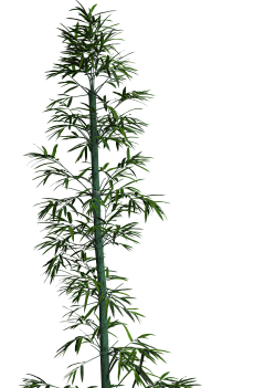 一七·采集到植物素材 png