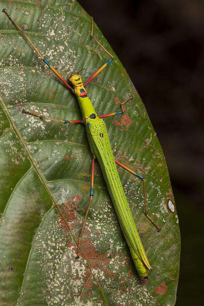 竹节虫目竹节虫总科竹节虫