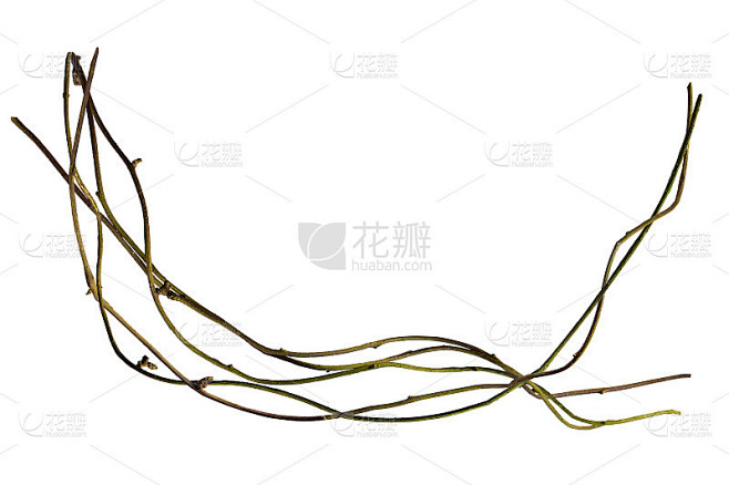 螺旋扭曲的丛林树枝，藤本植物，葡萄的根树孤立在白色的背景，修剪路径包括。高清图像和大分辨率。可以用作