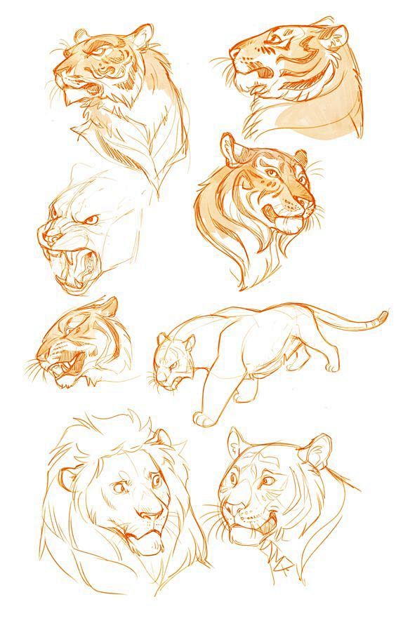 drkavdeviantartcom在deviantart上的tiger练习草图