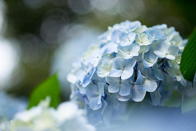 Photograph Hydrangea...