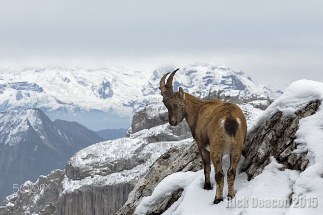 Mountain Goat by Ric...