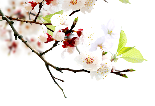 花.png