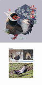 【褐马鸡】——#我诞生在中国##生物多样性##不能养就画一只系列# ​ ​​​​#雪娃娃童画#