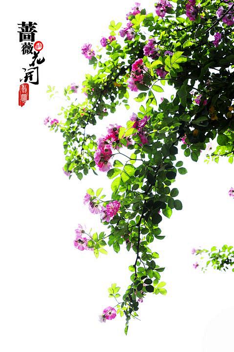 如果我真的爱你 　　   
我就不会忘记...