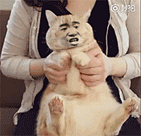 你见过宠物最有毒的表情包是？ - 半次元 - ACG爱好者社区