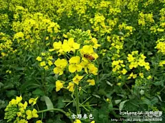 春暖花开水墨宏村 油菜花开正好(组图)