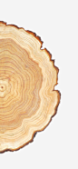 树木高清素材 h5素材 年轮 树木 免抠png 设计图片 免费下载