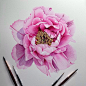 Photo shared by St Cuthberts Mill on February 13, 2024 tagging @emmatildesleybotanicalart. May be art of peony and text.